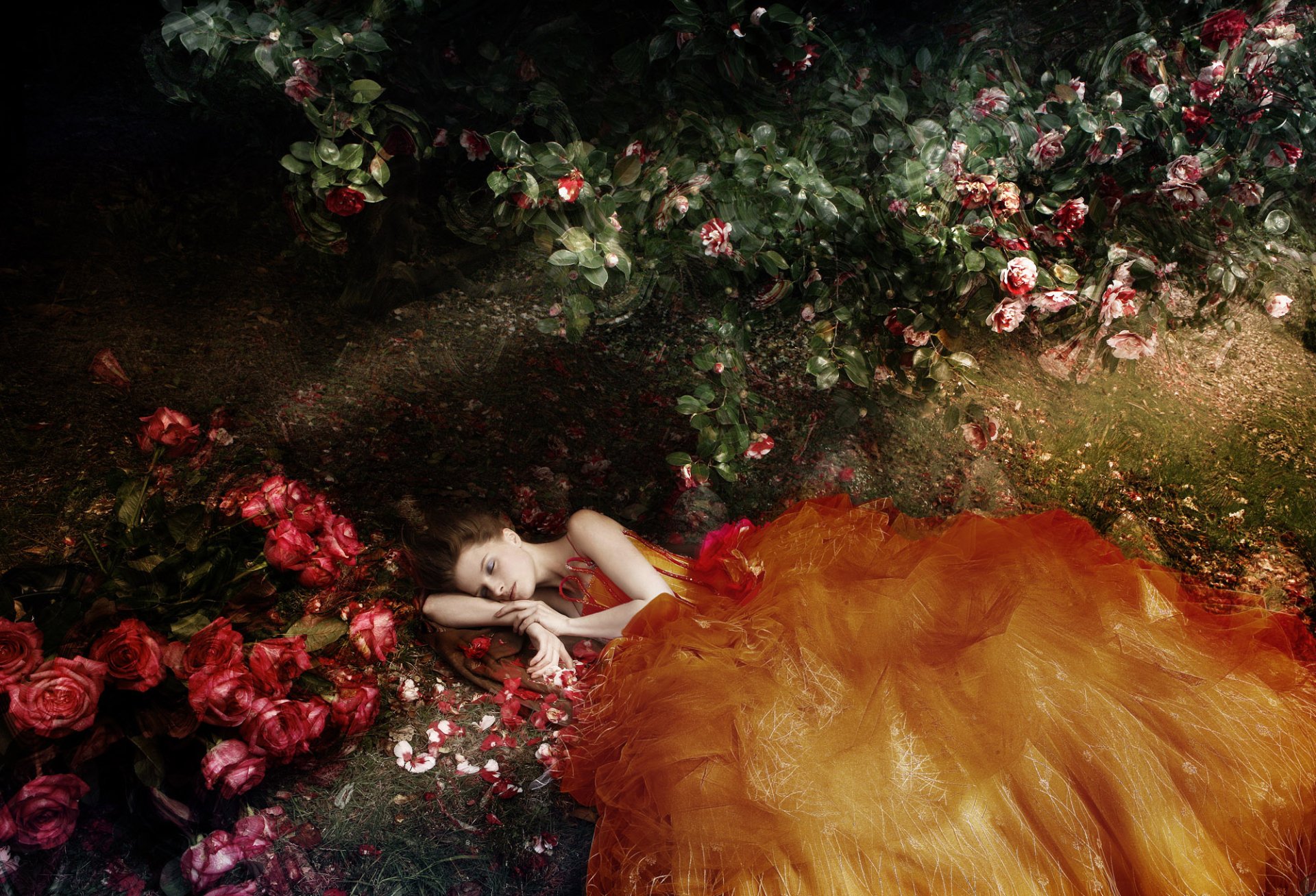 Download Orange Dress Rose Bush Rose Flower Lying Down Woman Mood  HD Wallpaper