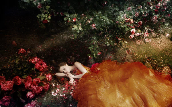 orange dress rose bush rose flower lying down woman mood HD Desktop Wallpaper | Background Image