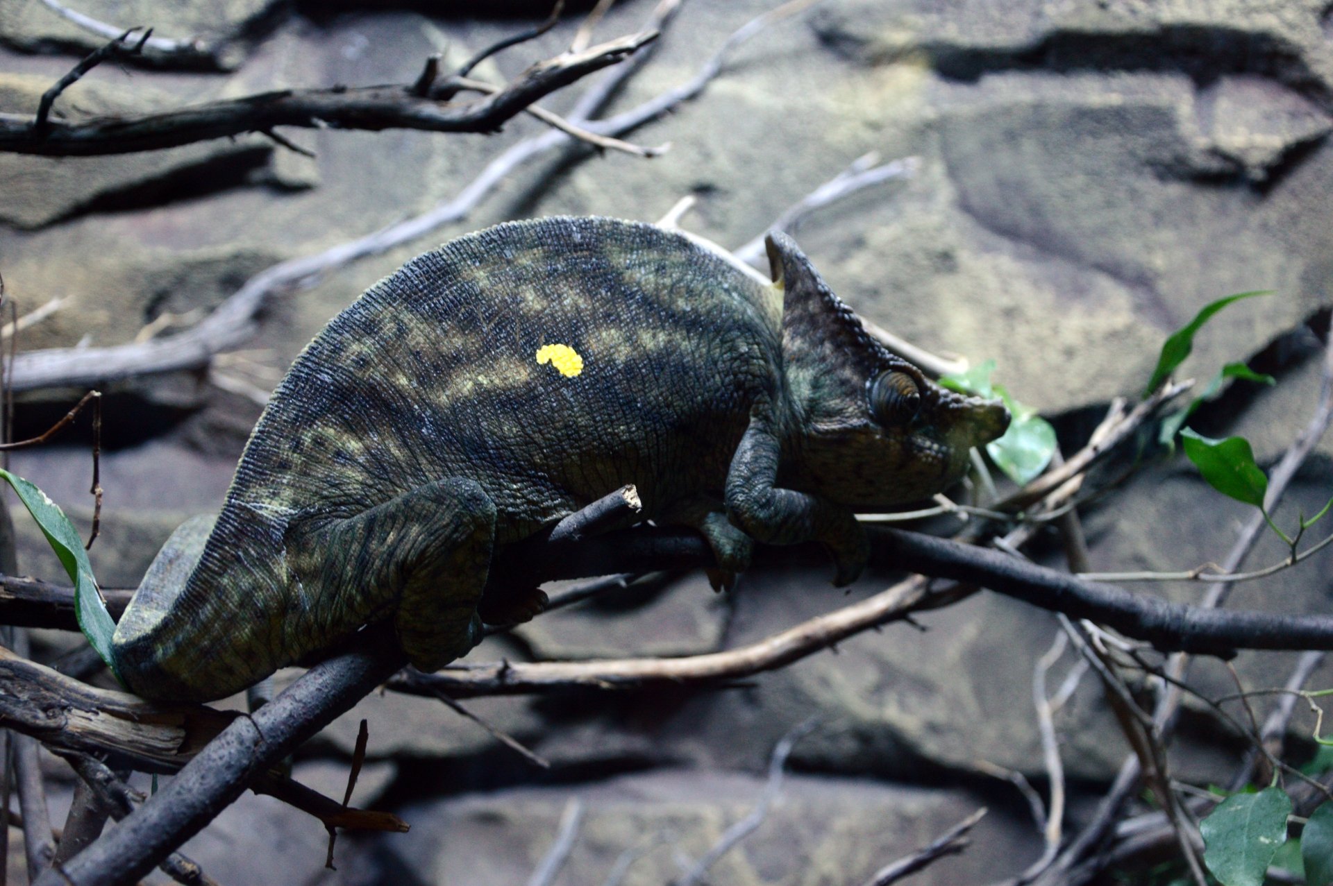 Chameleon lizard with mottled dark skin and a yellow spot, perched on tangled branches — 5K Ultra HD PC desktop wallpaper background featuring an animal in its textured habitat.