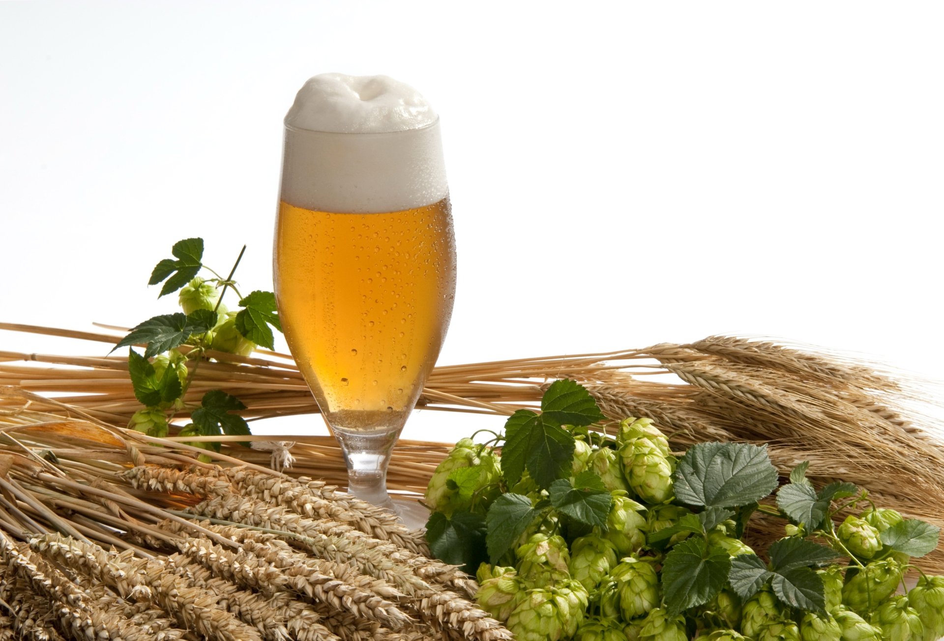 HD desktop wallpaper featuring a glass of beer with foam, surrounded by hops and barley in a still life composition.
