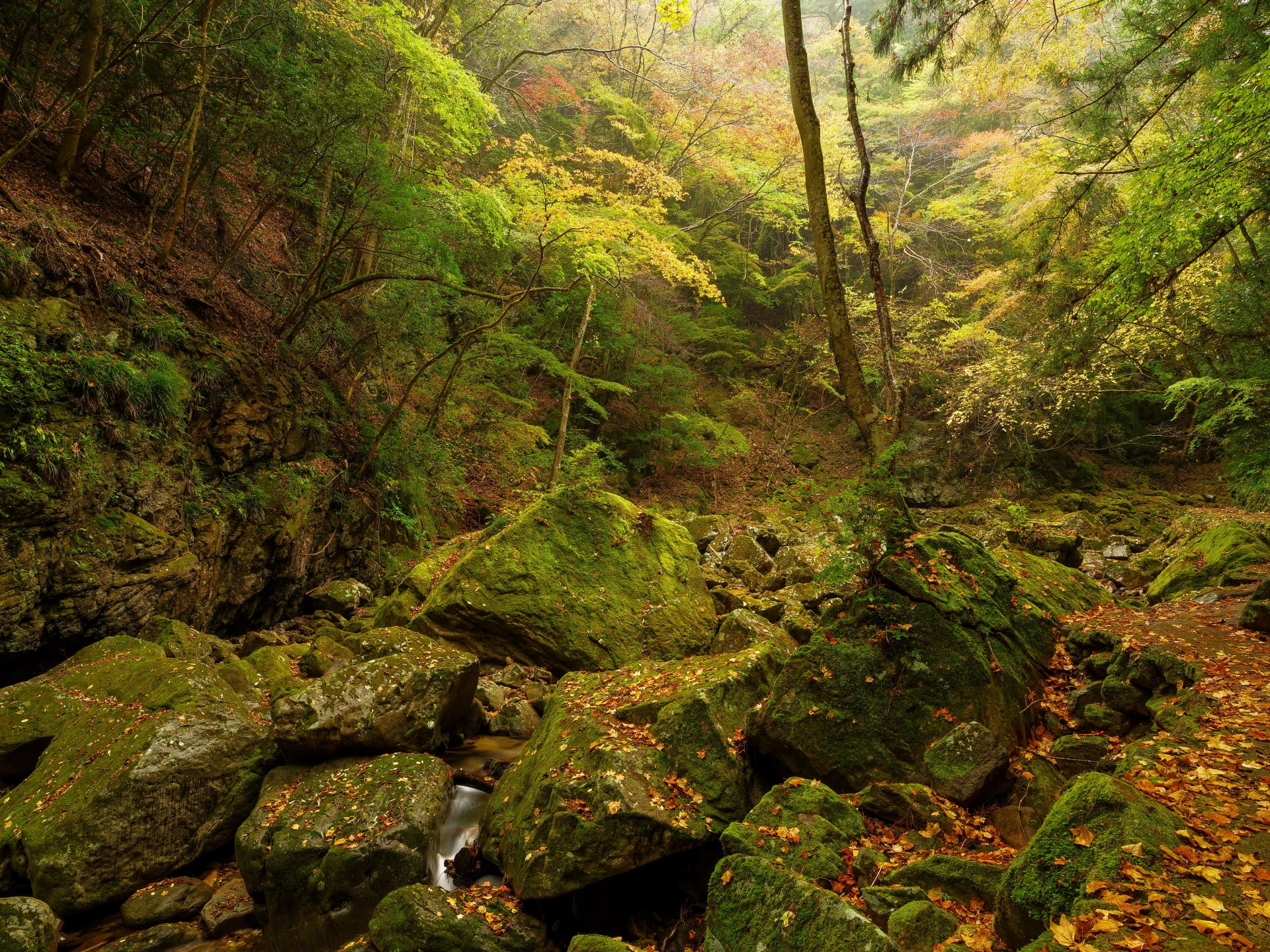 Download Forest Nature Stream 4k Ultra HD Wallpaper