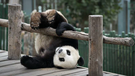 playing cute Animal panda HD Desktop Wallpaper | Background Image