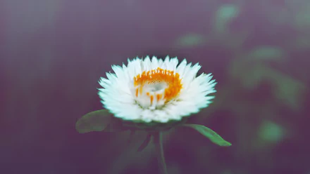 nature white flower flower HD Desktop Wallpaper | Background Image