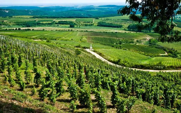 Hungary landscape nature man made vineyard HD Desktop Wallpaper | Background Image