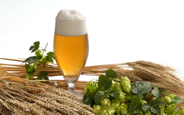glass hop still life food beer HD Desktop Wallpaper | Background Image