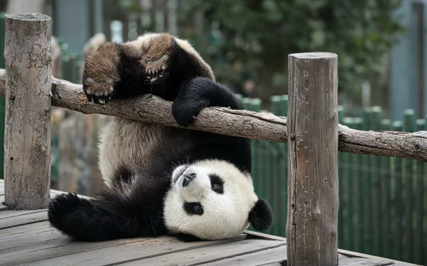 HD PC desktop wallpaper of a cute panda playfully hanging upside down on a wooden railing, showcasing a charming and lively animal moment.