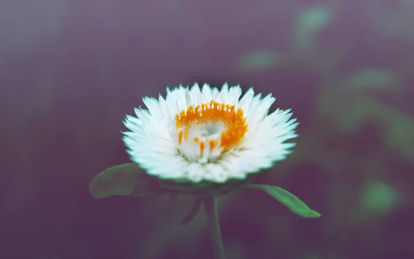 nature white flower flower HD Desktop Wallpaper | Background Image