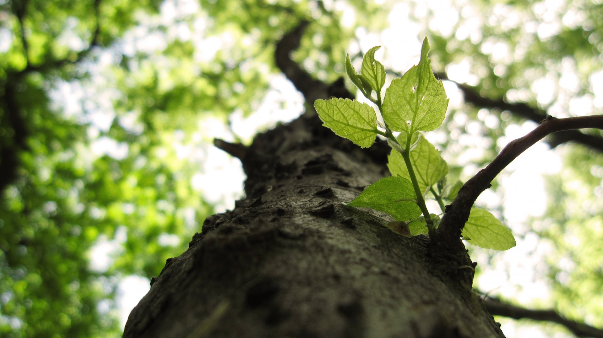Close-up HD desktop wallpaper showing fresh green leaves sprouting from a tree trunk with a blurred background of sunlit foliage in nature.