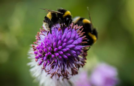 purple flower macro nature insect Animal bumblebee HD Desktop Wallpaper | Background Image