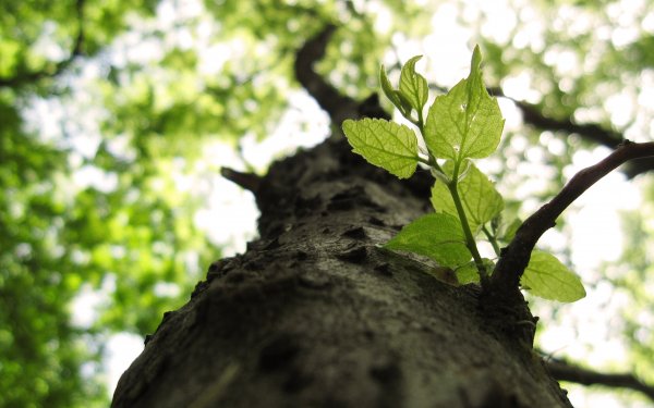 Earth Close Up HD Wallpaper | Background Image
