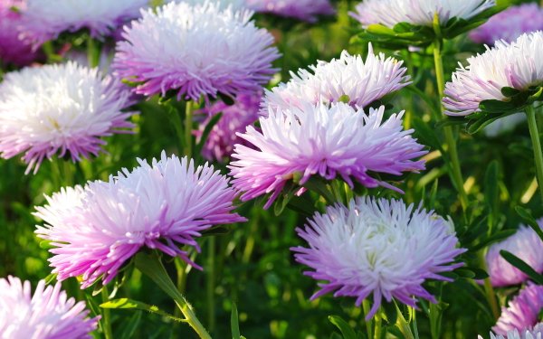 Earth Daisy Flowers Flower Nature Pink Flower HD Wallpaper | Background Image