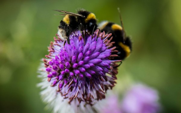 Animal Bumblebee Insect Nature Macro Purple Flower HD Wallpaper | Background Image