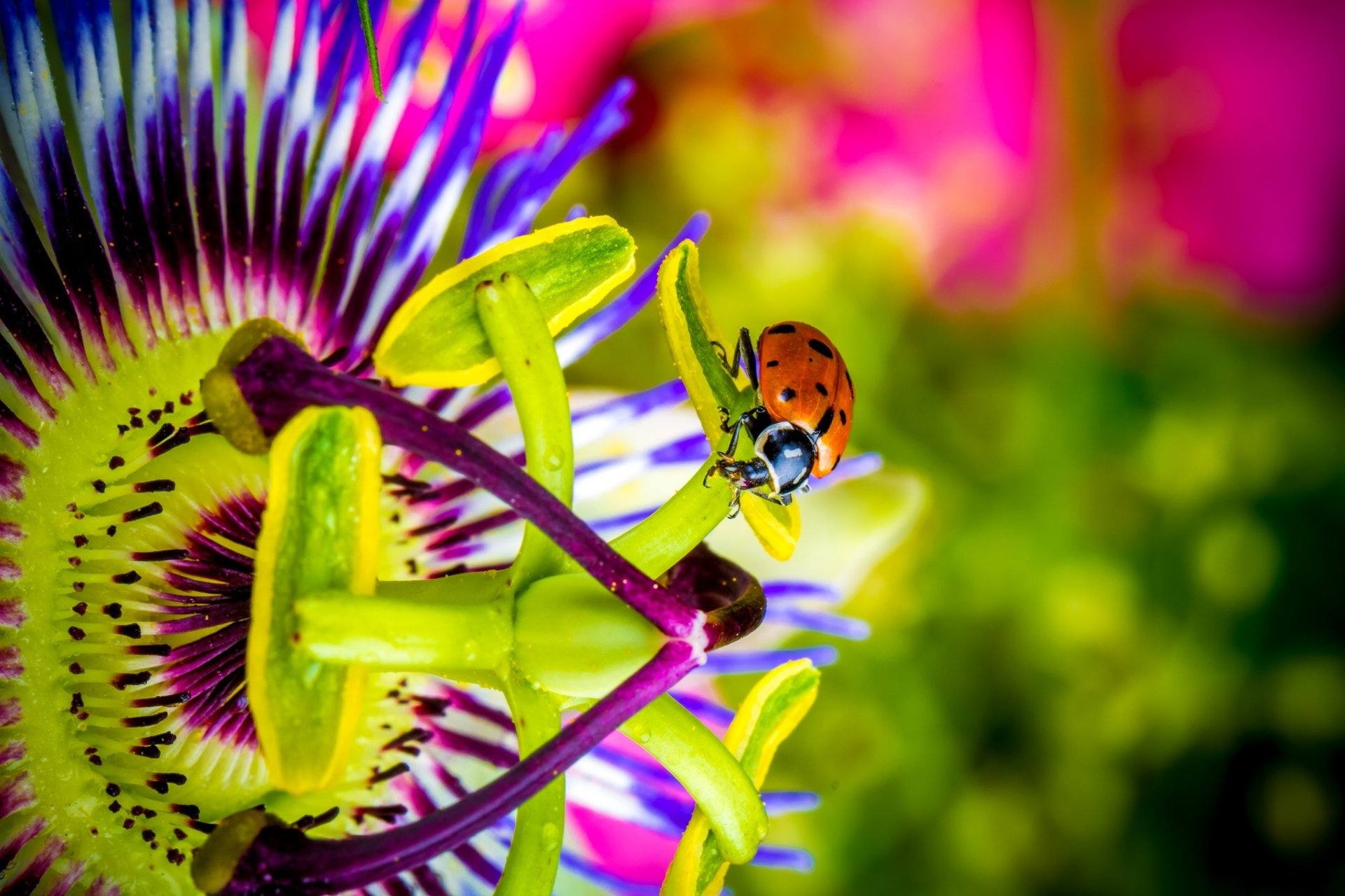 Download Passion Flower Macro Blur Flower Insect Animal Ladybug HD Wallpaper