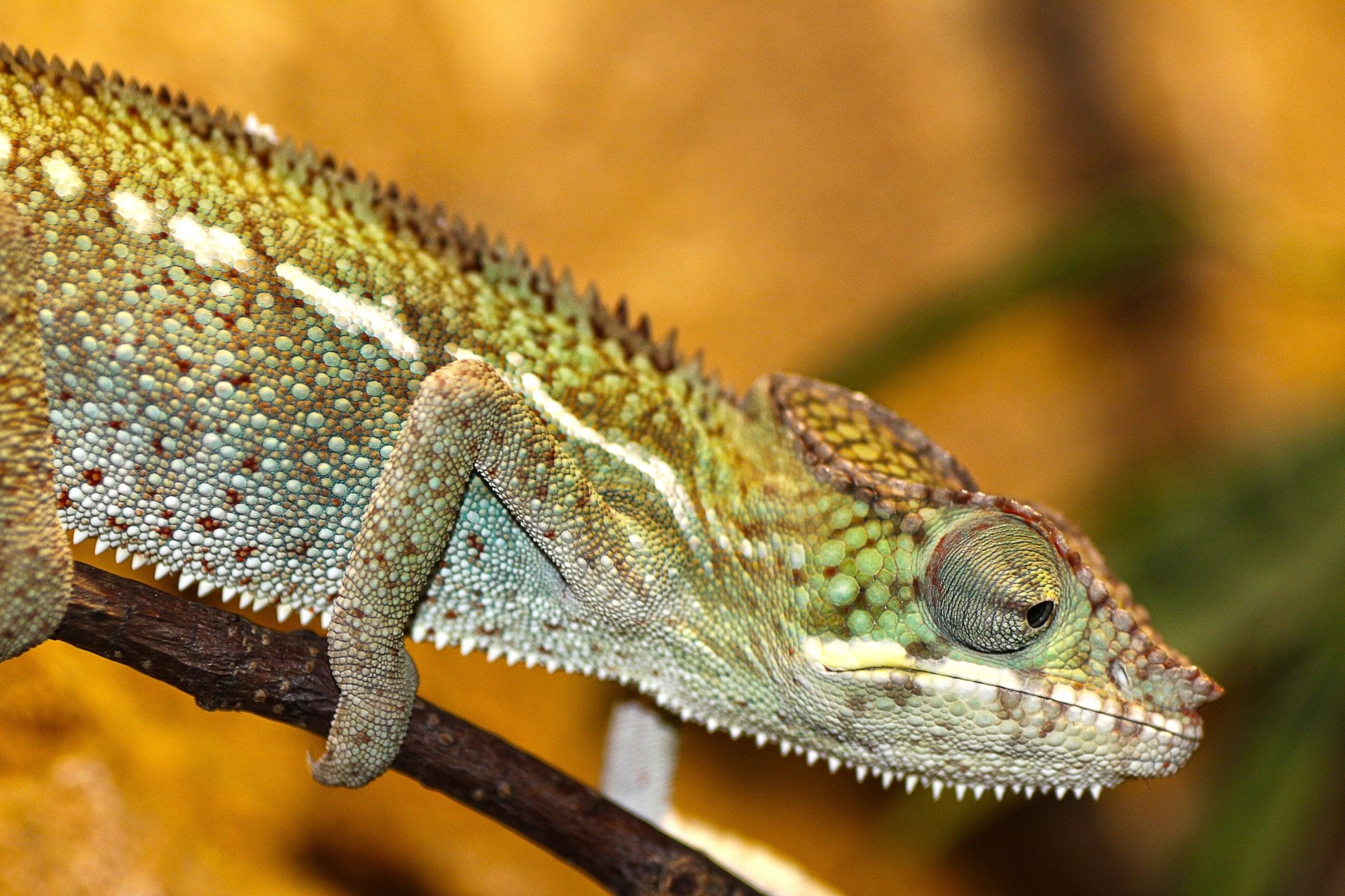 Download Reptile Lizard Animal Chameleon  HD Wallpaper