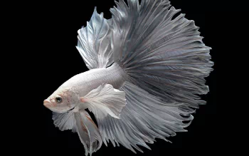 Betta Fish Wallpaper