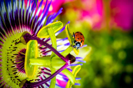 passion flower macro blur flower insect Animal ladybug HD Desktop Wallpaper | Background Image