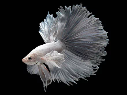 HD wallpaper featuring a striking Siamese Fighting Fish (Betta) with flowing fins against a black background.