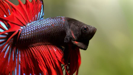 siamese fighting fish Animal betta HD Desktop Wallpaper | Background Image