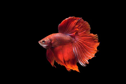 A stunning HD desktop wallpaper featuring a vivid red Siamese fighting fish (Betta) against a black background, showcasing its flowing fins and intricate details.