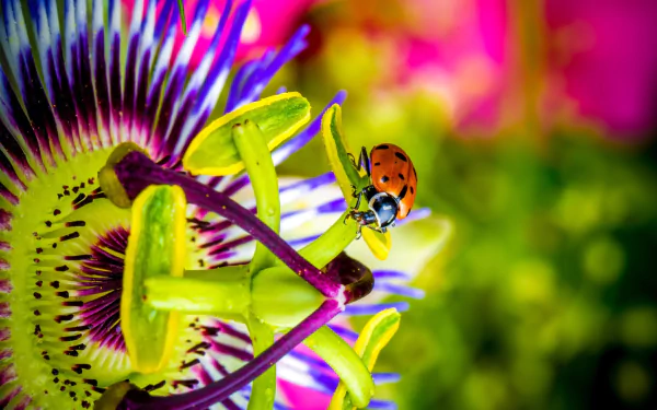passion flower macro blur flower insect Animal ladybug HD Desktop Wallpaper | Background Image