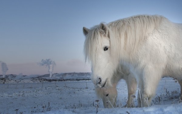 Animal Horse Landscape Winter Snow HD Wallpaper | Background Image
