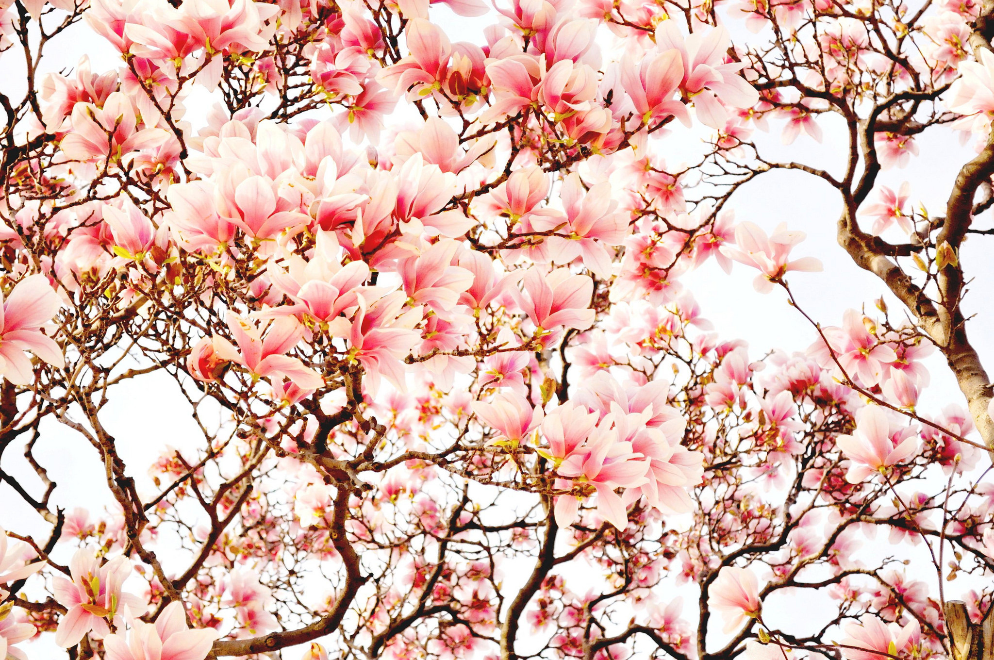 Earth Magnolia HD Wallpaper | Background Image