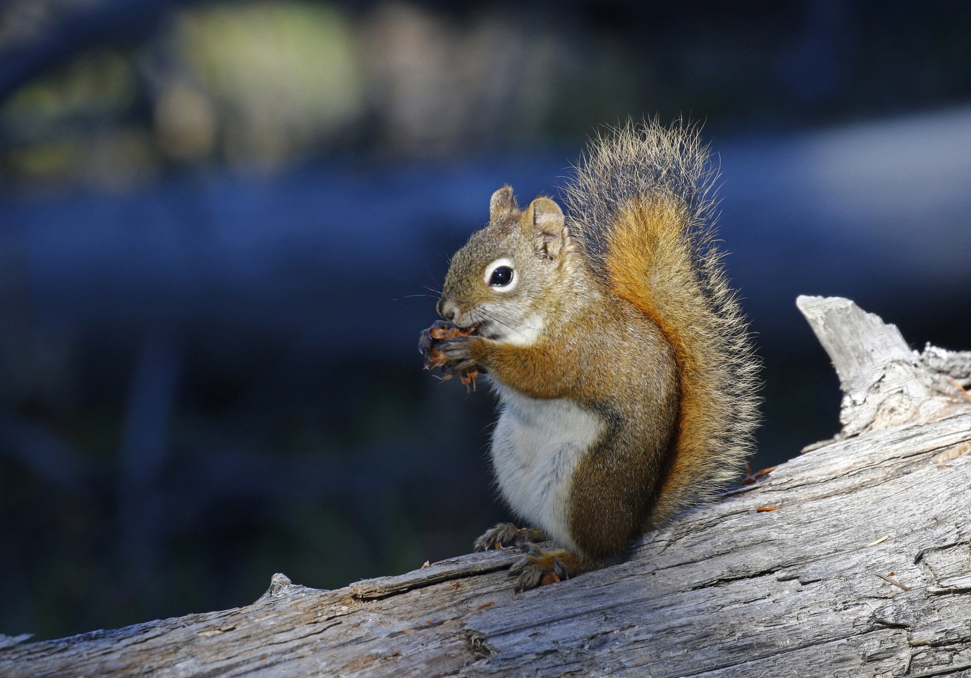 HD PC desktop wallpaper of a red squirrel rodent eating on a sunlit log, crisp fur and bushy tail against a softly blurred blue-green background.
