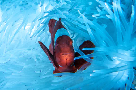  Red Anemonefish
