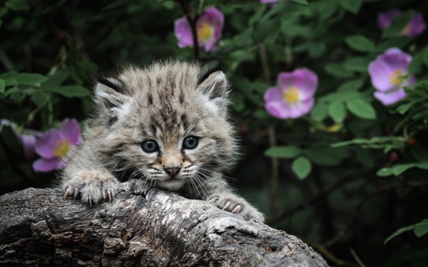 Animal Cat Kitten Fluffy Cute HD Wallpaper | Background Image