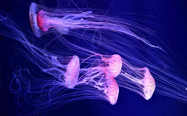 Animal jellyfish HD Desktop Wallpaper | Background Image