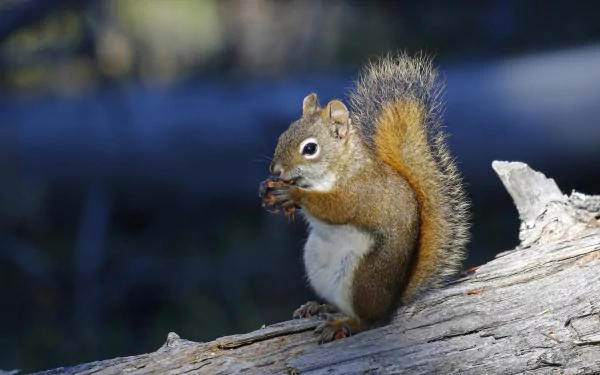 HD PC desktop wallpaper of a red squirrel rodent eating on a sunlit log, crisp fur and bushy tail against a softly blurred blue-green background.