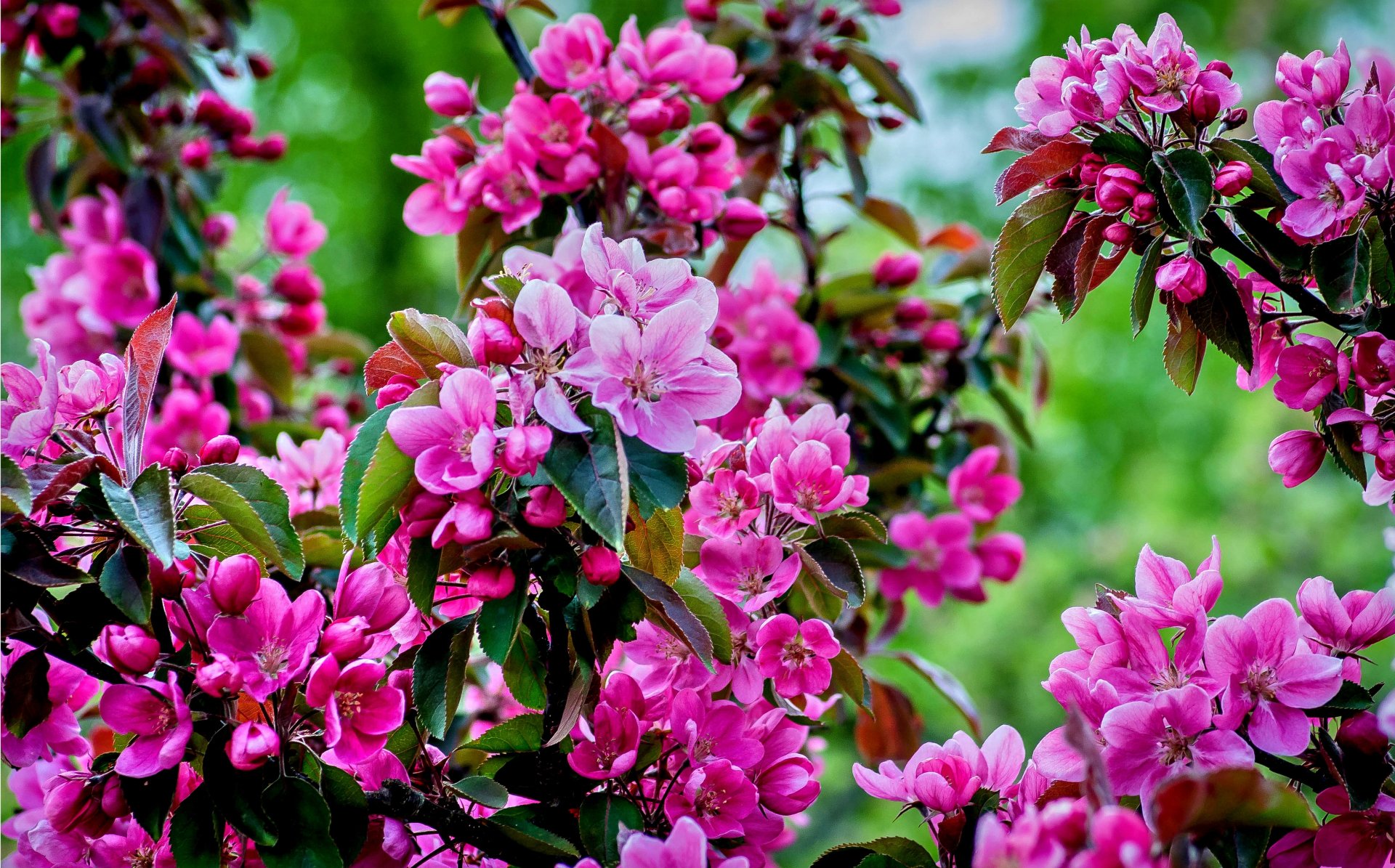 Download Spring Pink Flower Cherry Blossom Branch Nature Blossom 4k ...