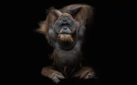 ape Animal Orangutan HD Desktop Wallpaper | Background Image