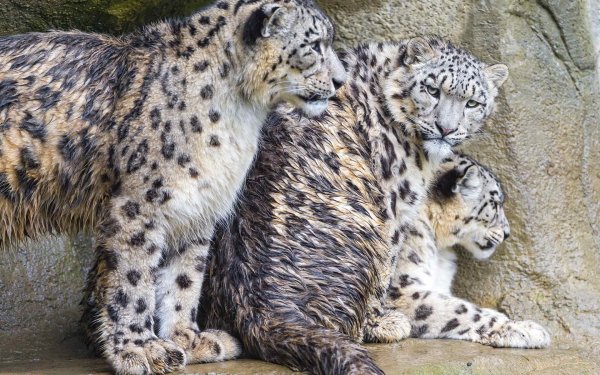 Animal Snow Leopard Cats Cute HD Wallpaper | Background Image