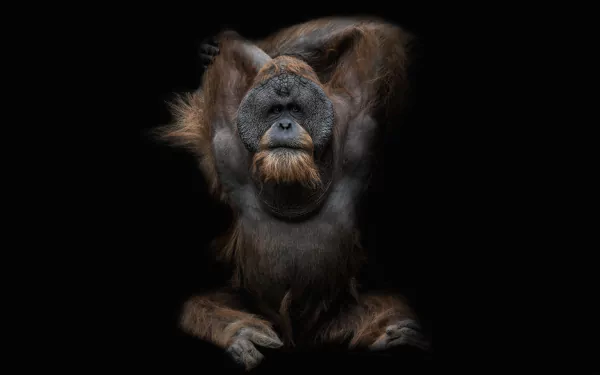 ape Animal Orangutan HD Desktop Wallpaper | Background Image