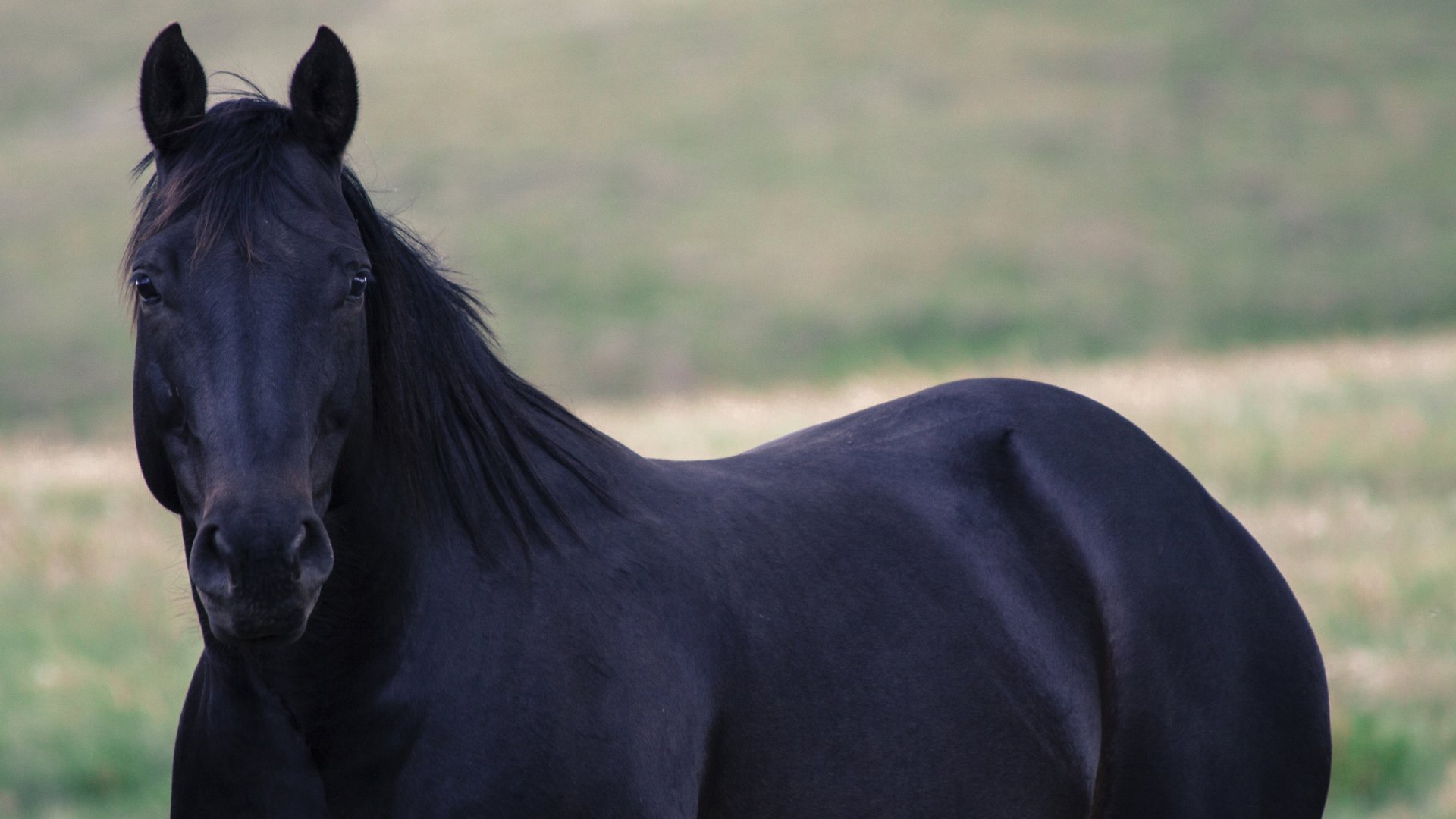 HD desktop wallpaper featuring a black horse standing against a blurred grassy background.