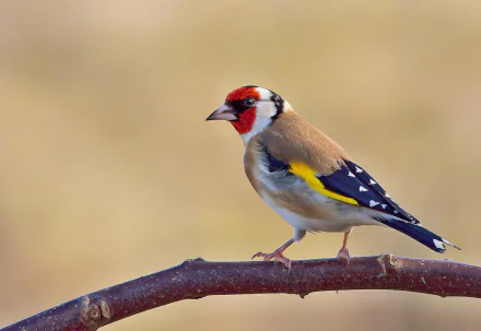 HD desktop wallpaper featuring a European goldfinch perched on a branch with a blurred background. The bird has vibrant red, yellow, black, and white plumage.
