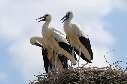 A HD desktop wallpaper featuring a close-up of three white storks perched on a nest against a clear sky.