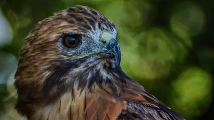 bird of prey bird Animal falcon HD Desktop Wallpaper | Background Image