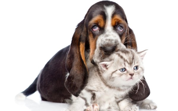 Animal Cat & Dog Dog Kitten Basset Hound HD Wallpaper | Background Image