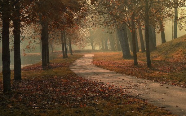 Photography Park Tree Path HD Wallpaper | Background Image
