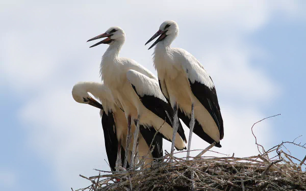 bird stork Animal White stork HD Desktop Wallpaper | Background Image
