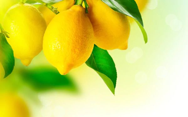 Vibrant yellow lemons hanging from a branch with green leaves, captured in a bright 4K Ultra HD PC desktop wallpaper and background.