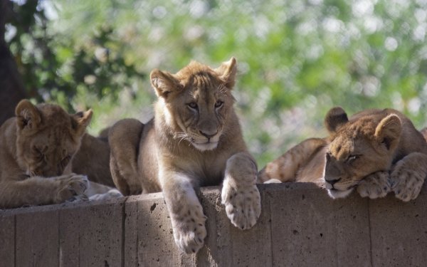 Animal Lion Cats Bokeh Zoo Baby Animal HD Wallpaper | Background Image