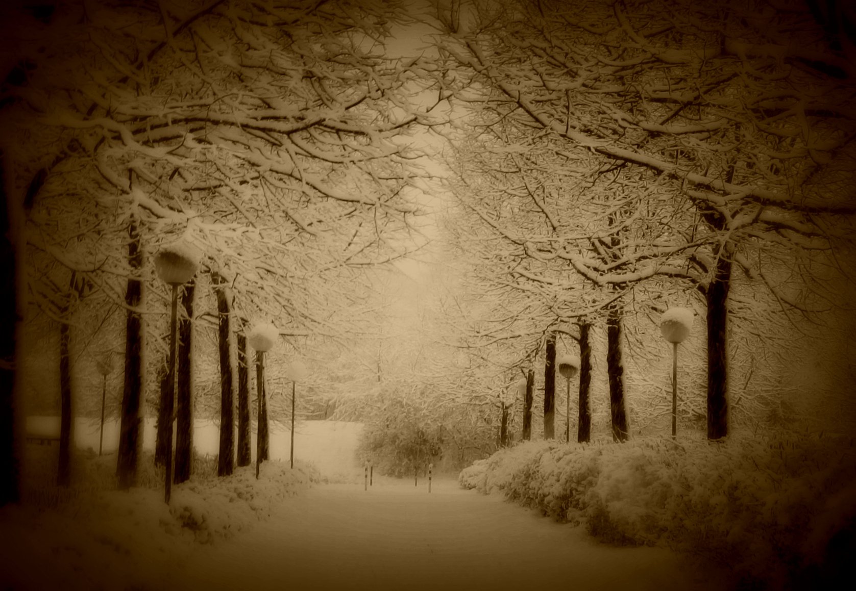 HD PC desktop wallpaper showing a serene winter scene with snow-covered trees lining a quiet pathway in nature.