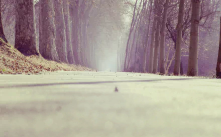 tree-lined tree man made road HD Desktop Wallpaper | Background Image