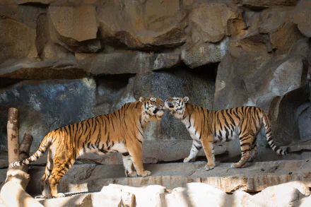 Two tigers nuzzle each other affectionately in their rocky zoo enclosure. This HD desktop wallpaper captures a tender moment between the two majestic animals.