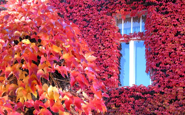 Ivy and Tree in Autumn