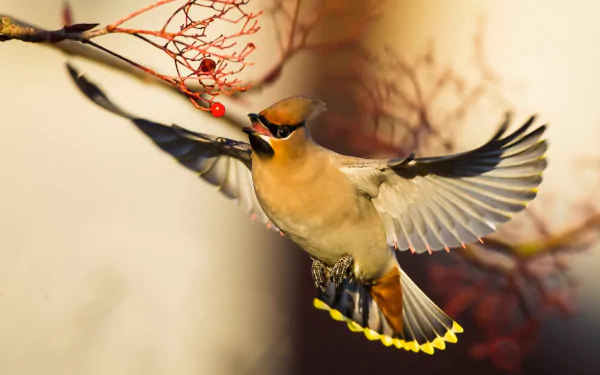 HD PC desktop wallpaper of a waxwing (bird, animal) in midflight reaching for red berries against a soft golden background.