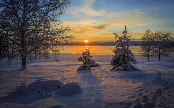 HD desktop wallpaper depicting a winter nature scene of snow-covered trees at sunset, with the sun casting warm hues across a peaceful landscape.